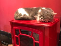 -猫色咖啡·猫咖