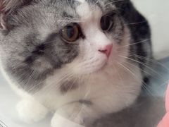 -灵美宠物诊所