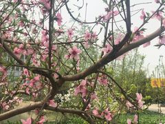 -元鼎宝驴香·全驴宴(江宁店)