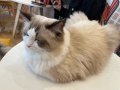 -Let's go狗咖·猫咖·奶狗·桌游(春熙路IFS店)
