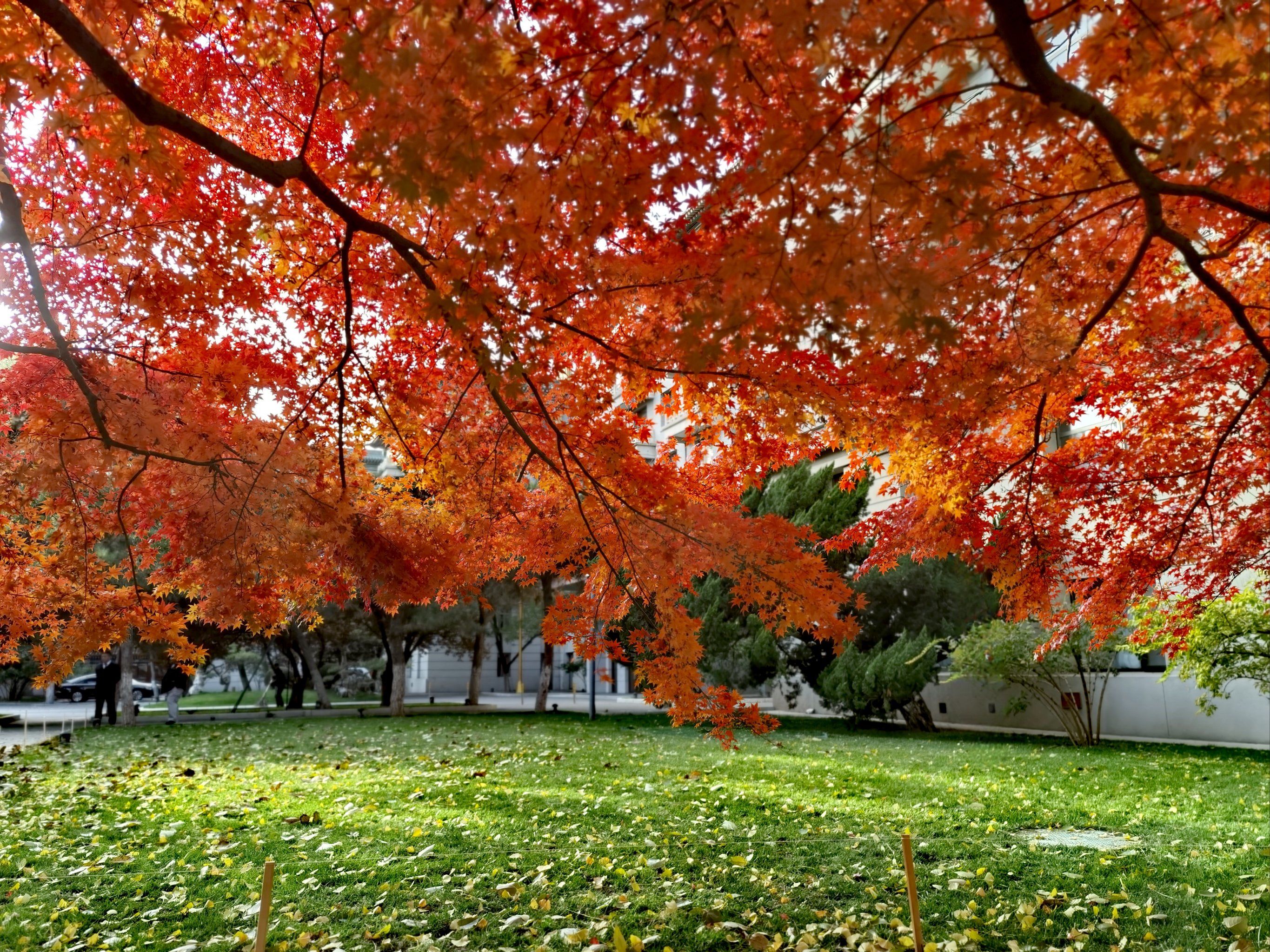北京友谊宾馆网红神树——美国红枫 树型舒展优美 枝繁叶茂