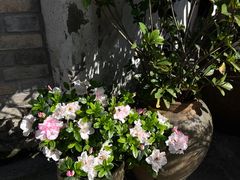 -紫阳古街