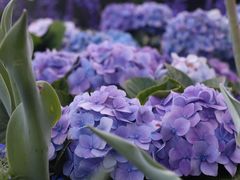 -深圳仙湖植物园