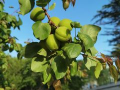 -北京国家会计学院