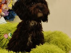 -有喵·猫咖·狗咖·30几只猫10只小狗(岗厦店)