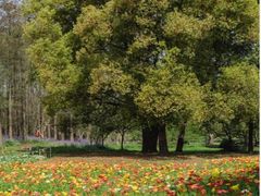 -上海共青森林公园