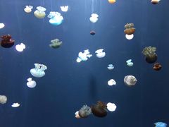 -新加坡海洋生态馆