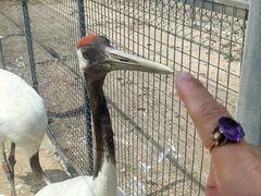 -盐城丹顶鹤湿地生态旅游区