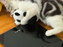 -lincat·猫舍(广州店)