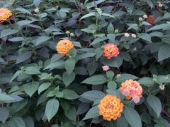 -荔枝公园(福田区)