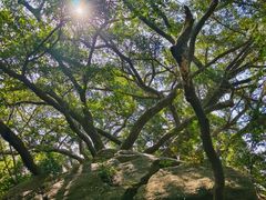 -草庵摩尼教遗址公园