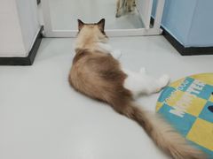 -糯米喵星人·撸猫猫舍咖啡馆(西市场嘉华店)