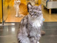 -袖虎宠物·金渐层缅因猫舍(灵芝店)
