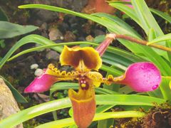 -国家植物园南园