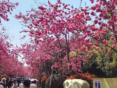 -洛龙公园