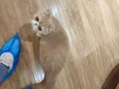 -滚猫咖啡·猫咖·猫友好撸猫(未来城店)