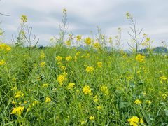 -光明小镇欢乐田园