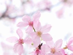 -天适樱花悠乐园