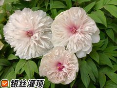 -洛阳市隋唐城遗址植物园