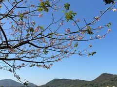 -风云岭森林公园
