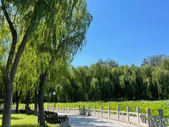 -莲花池公园