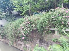-嘉定紫藤园
