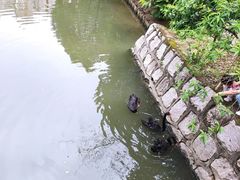 -南汇桃花村