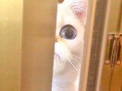 -猫大福·Fortune Cat猫舍(百子湾店)