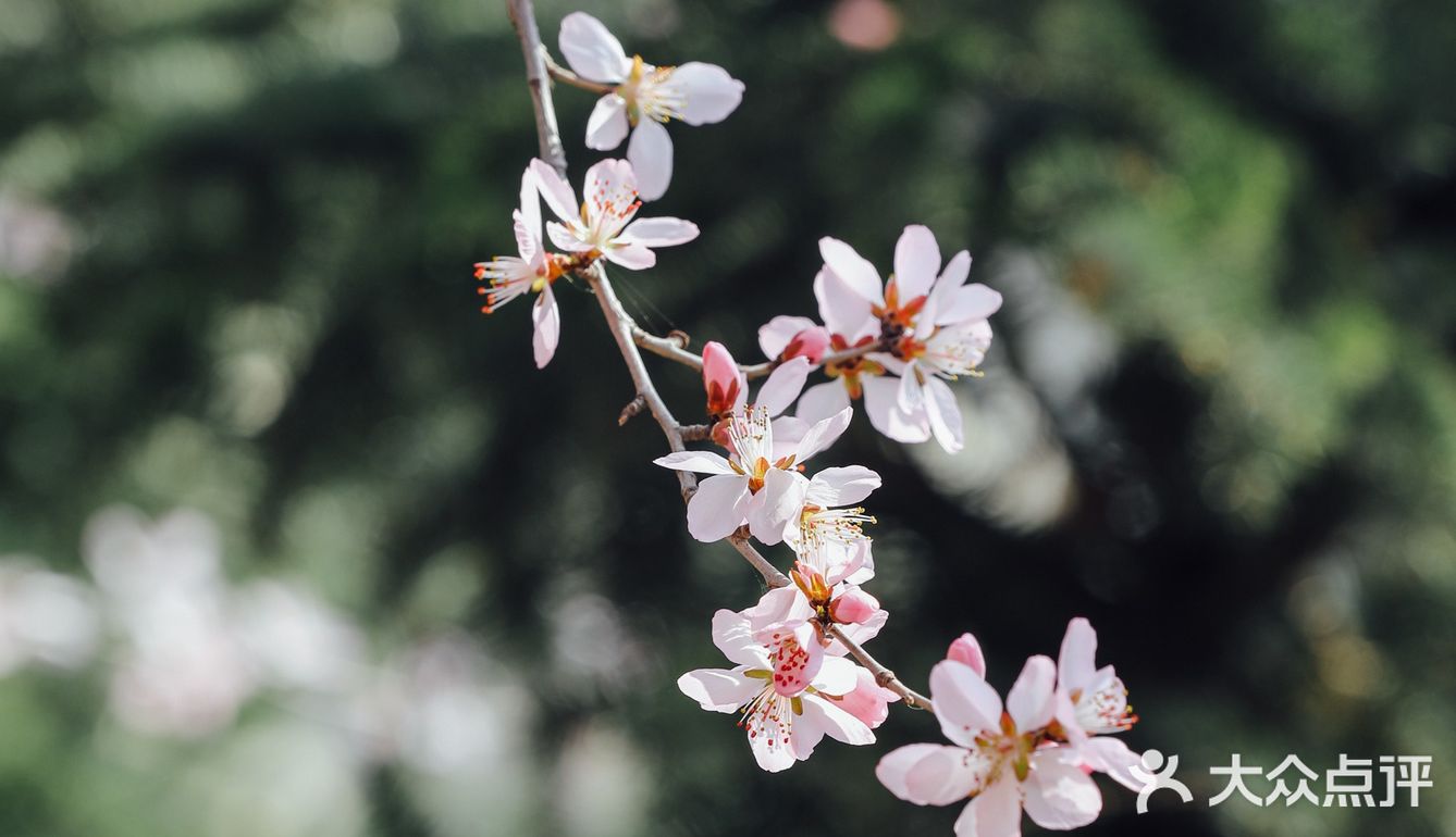 春季桃花拍照教程