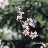 春季桃花拍照教程