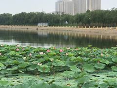-蒲河岛湿地公园