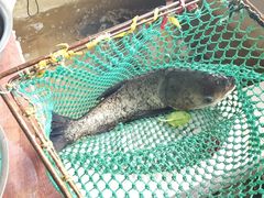 -万佛湖许老大铁锅鱼(黑金冠店)