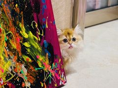 -青奢宠物·青奢猫舍