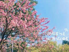 -南山植物园