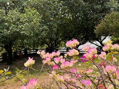 -海珠湖公园