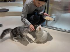 -飞行喵MR PILOT|猫舍·猫咖(静安大融城店)
