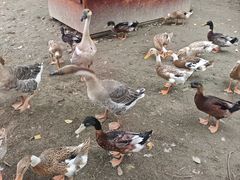 -中国扬子鳄村