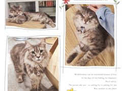 -楼上猫咖(罗湖店)