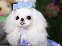 -萌宠之家·腊肠犬·马尔泰·小体犬舍