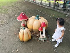 -苏州太湖西山岛开心农场