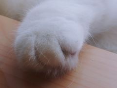 -MOYOYO猫咪咖啡店