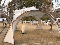 -金鸡湖桃花岛