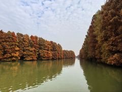 -上海海湾国家森林公园