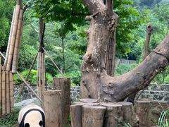 -都江堰中华大熊猫苑