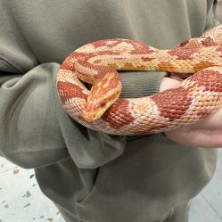 -Moni星球萌宠·小马宝莉·灵蛇·高端高阶全萌宠互动体验俱乐部(红豆国际广场店)