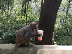 -黔灵山公园