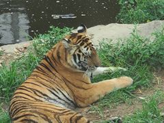 -大连森林动物园