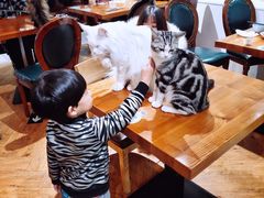 -猫小院猫主题餐厅(三里屯店)