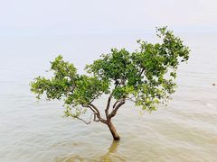 -海上田园