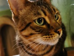 -猫猫幼稚园·撸猫·桌游·电玩